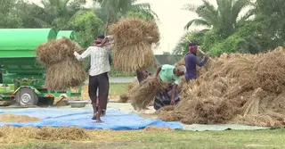 ধানের ন্যায্য দাম নিয়ে শঙ্কায় বগুড়ার কৃষকরা